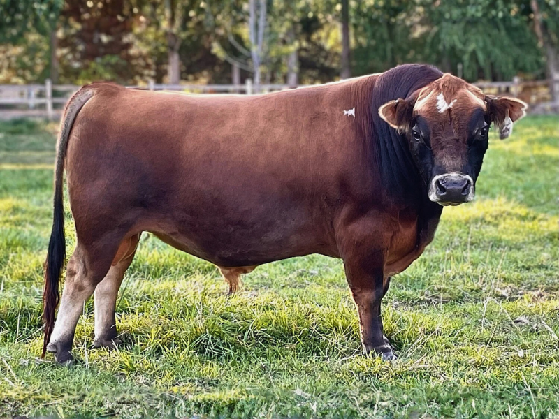 Brown mini Jersey sire standing on a grassy field with trees in the background