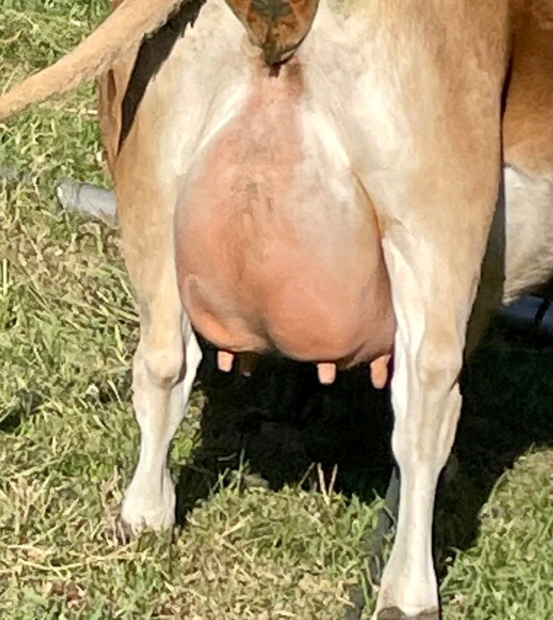 P.V.F BAMBI