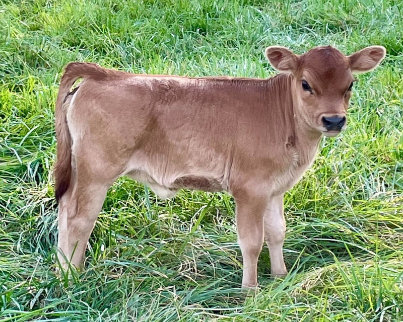 Custom Embryos