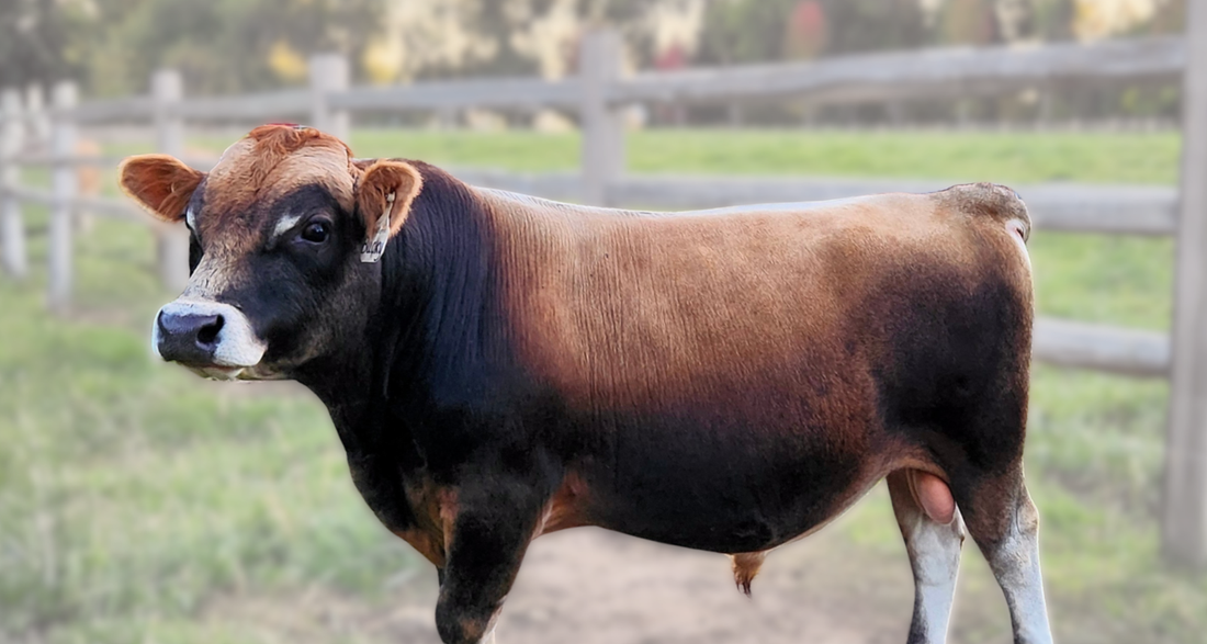 Mini Jersey bull standing majestically in a field with wooden fence behind him