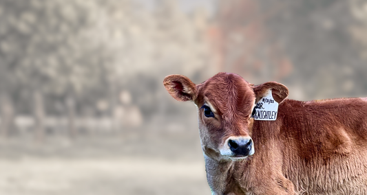 Mini Jersey embryo calf named Chocolate standing in a field with blurred background