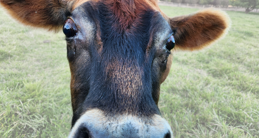 Close up of mini Jersey cow in a grassy field