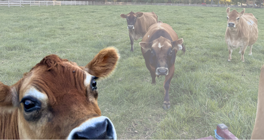 Mini Jersey cattle in a field