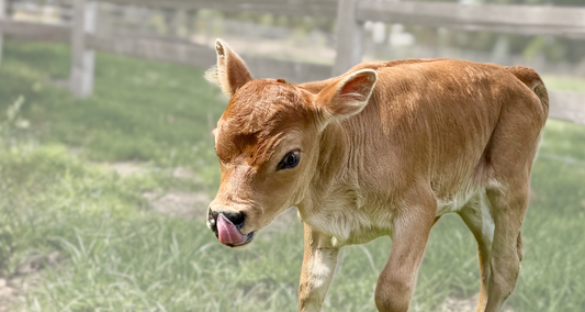 Mini Jersey calf sticking its tongue out in a field