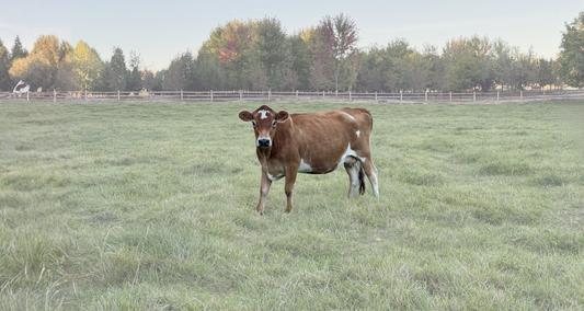 Mini Jersey cow standing in a field