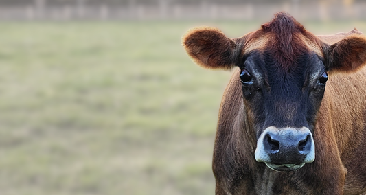 Headshot of a mini Jersey cow in a field