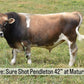 Brown mini Jersey cow standing in a grassy field with text about 'Sure Shot Pendleton 42" at Maturity'.