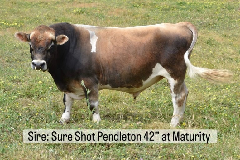Brown mini Jersey cow standing in a grassy field with text about 'Sure Shot Pendleton 42" at Maturity'.