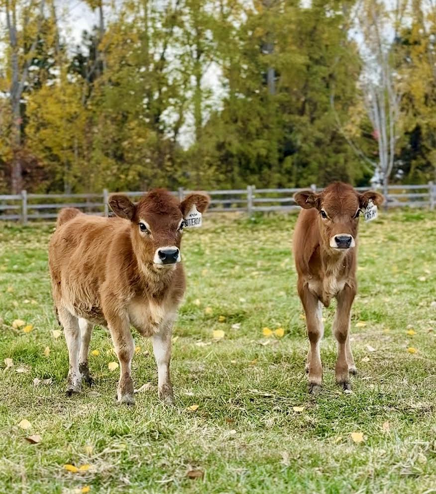 Two mini Jersey calves standing in a grassy field with trees in the background