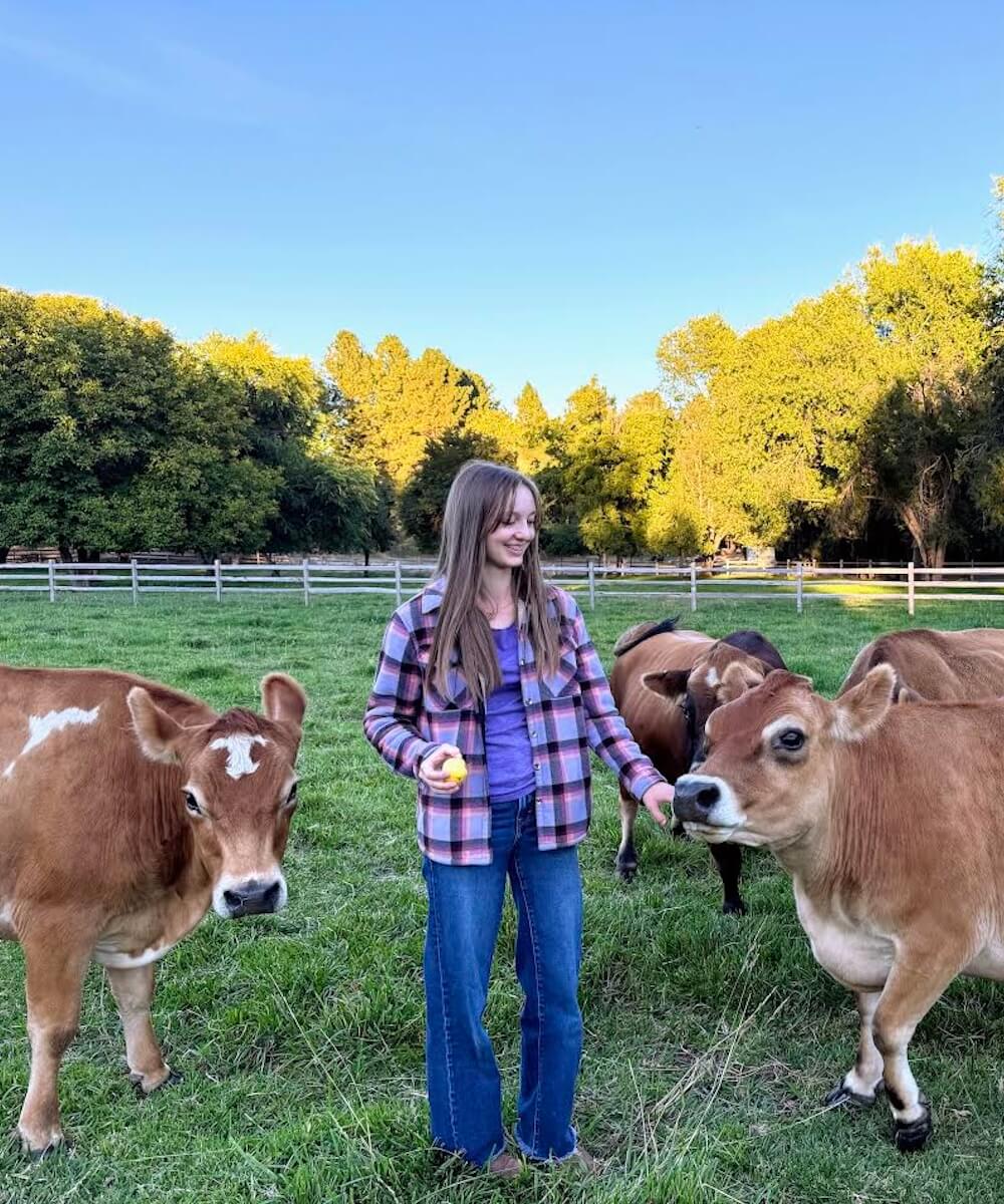 Bella with herd of miniature Jersey cows