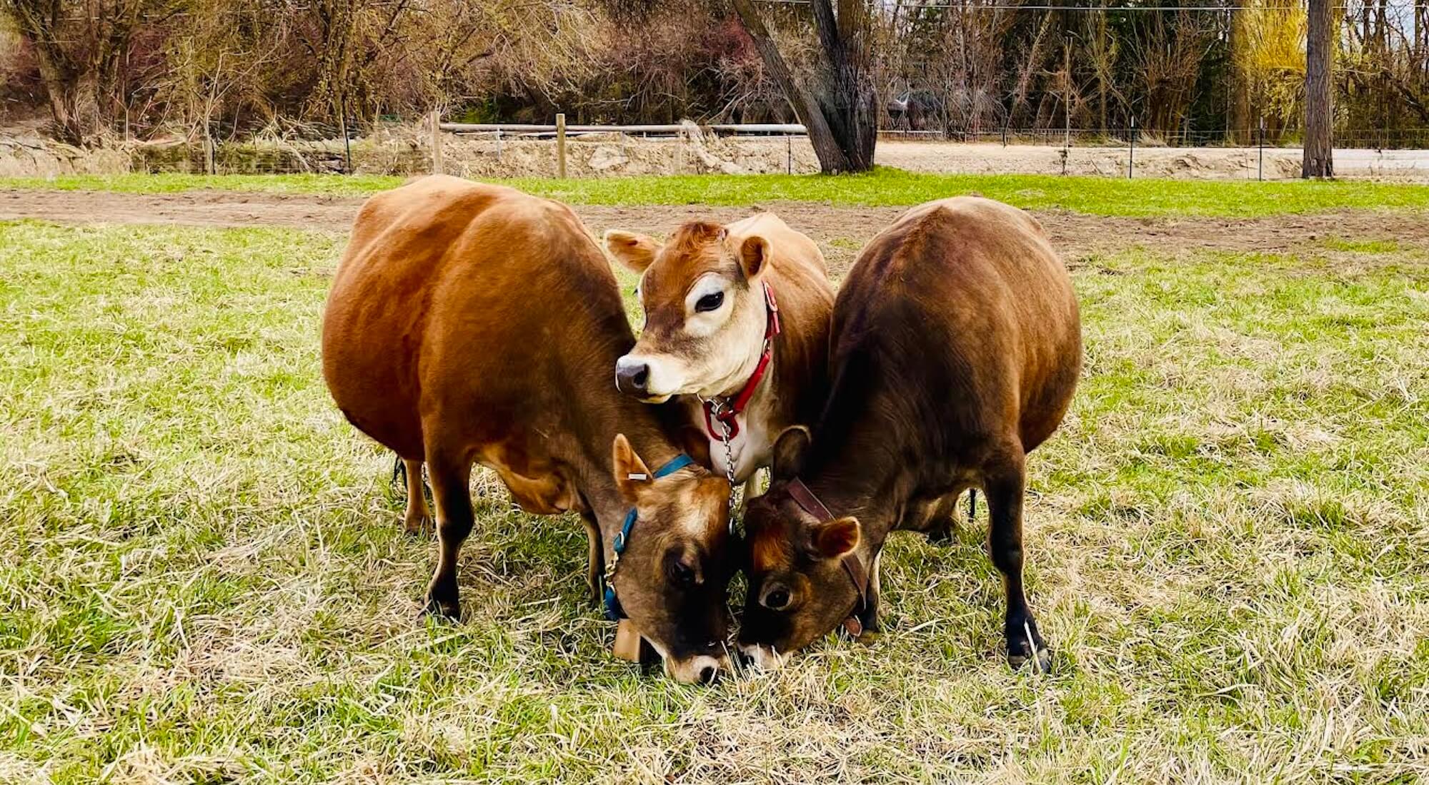 Three mini Jersey cows grazing in a field