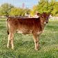 Brown mini Jersey calf standing on a grassy field with trees in the background