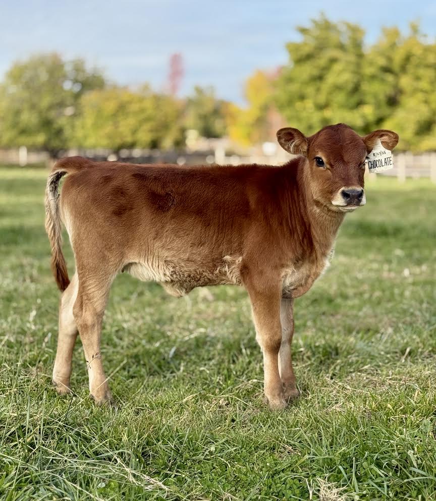 Brown mini Jersey calf standing on a grassy field with trees in the background