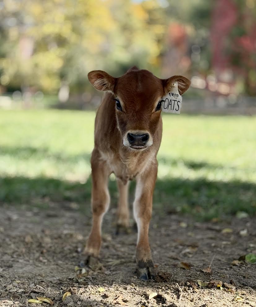 Mini Jersey calf standing on a dirt path with a blurred natural background