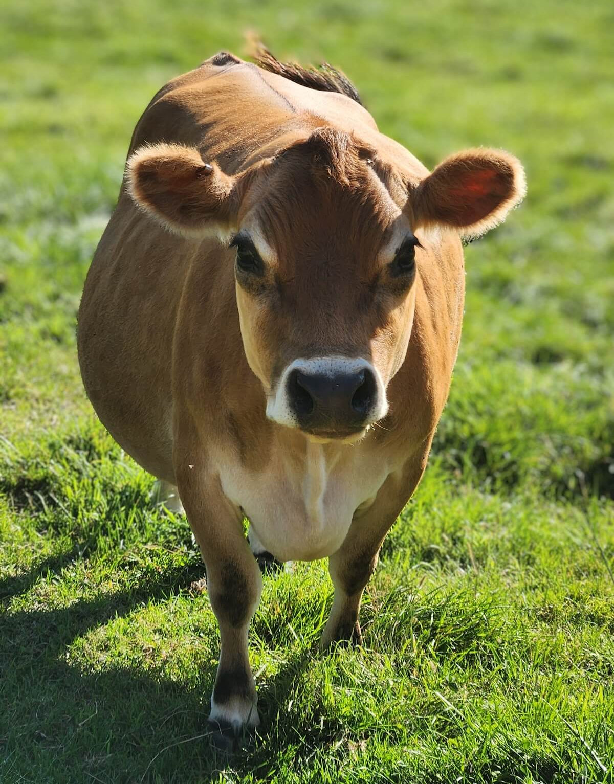 Miniature Jersey cow named BB Cleopatra standing in a grassy pasture