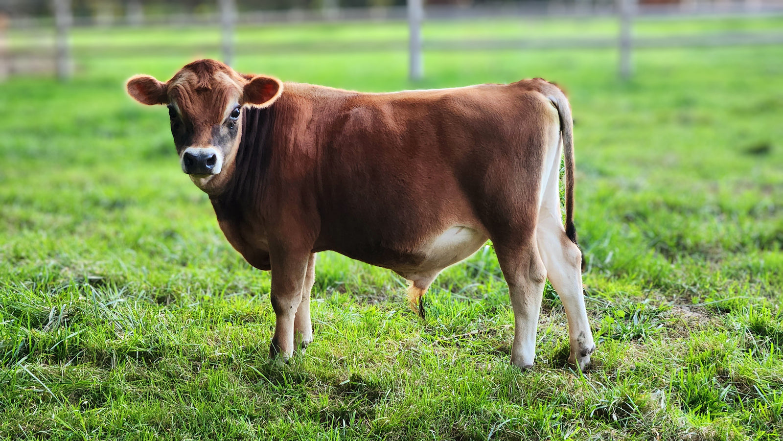 Fawn colored Mini Jersey Bull named P.V.F Bambi standing in a grassy pasture.