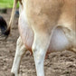 Close-up of a cow's udder with text 'Dam's Udder' on a natural background.