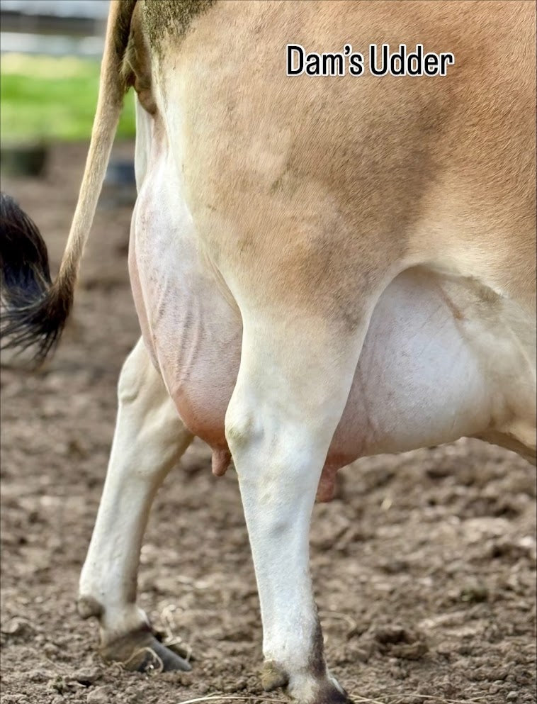 Close-up of a cow's udder with text 'Dam's Udder' on a natural background.