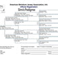 American Miniature Jersey Association, Intl. Sire's Pedigree document on a white background