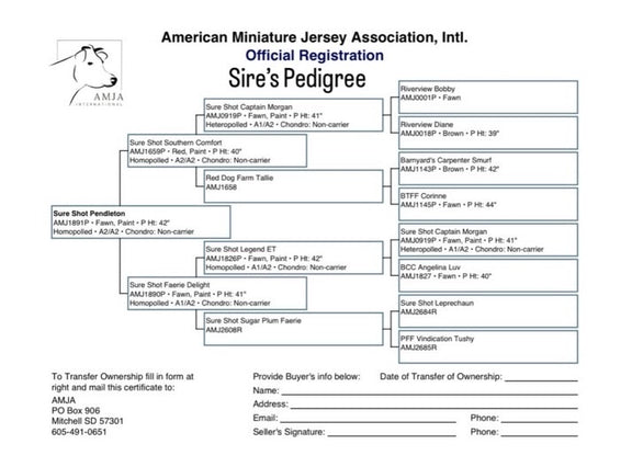 American Miniature Jersey Association, Intl. Sire's Pedigree document on a white background