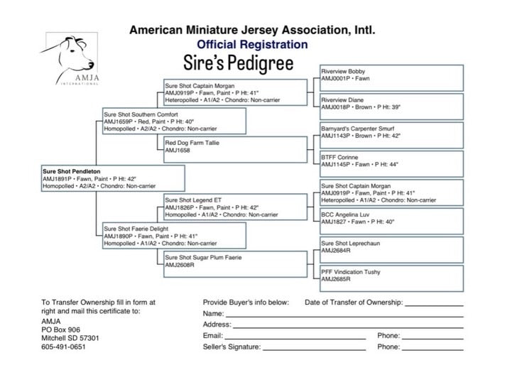 American Miniature Jersey Association, Intl. Sire's Pedigree document on a white background