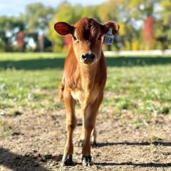 Young mini jersey cow standing in a field
