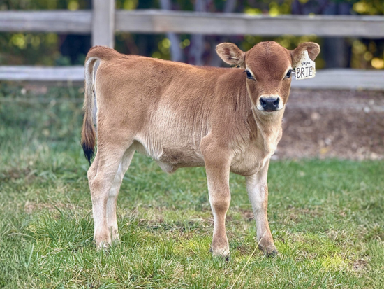 BMJ Brie - Brown mini Jersey calf standing on grass with a visible ear tag, in an outdoor setting.