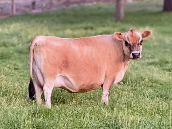 BB Cleopatra - Brown mini Jersey cow standing in a grassy field