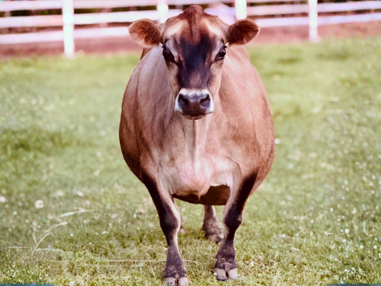 BB Queen Anne - Brown mini Jersey cow standing on a grassy field with a white fence in the background