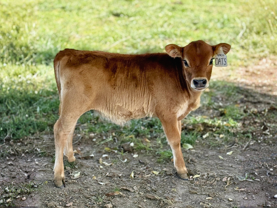 BMJ Oats - Young brown mini Jersey cow standing on a dirt path with grass in the background