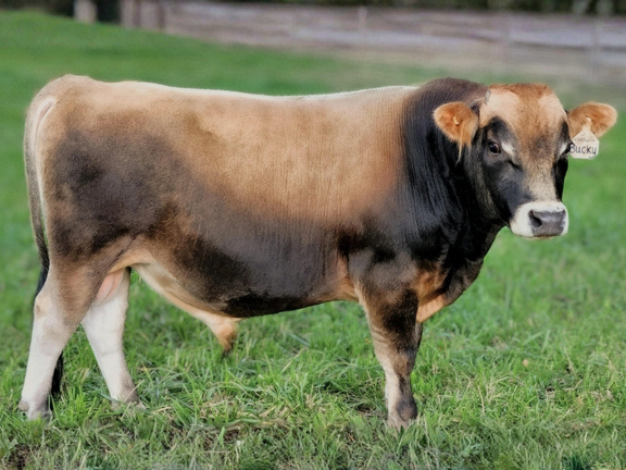 Brown and black mini Jersey sire standing on grass