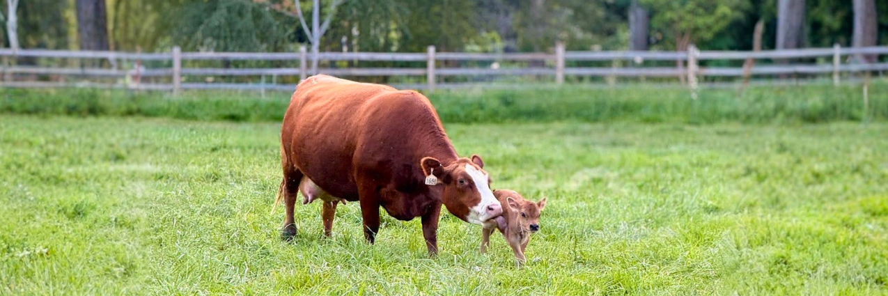 Brown mini Jersey cow and calf standing in a grassy field with a wooden fence in the background.
