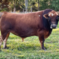 Brown mini Jersey sire standing on a grassy field with trees in the background