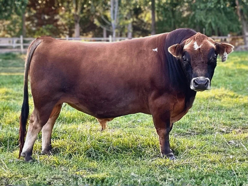 HCC Colby Jack