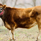 Josephine Sold - Idaho