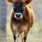 Josephine Sold - Idaho