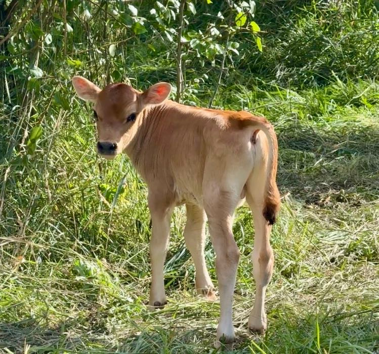 Young mini Jersey cow standing in a grassy field with trees in the background