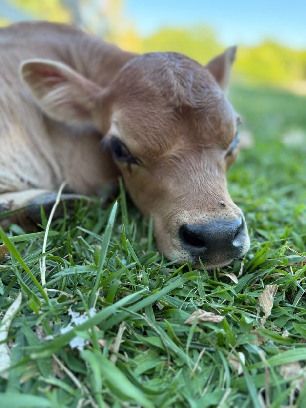 Mini Jersey calf lying in the grass