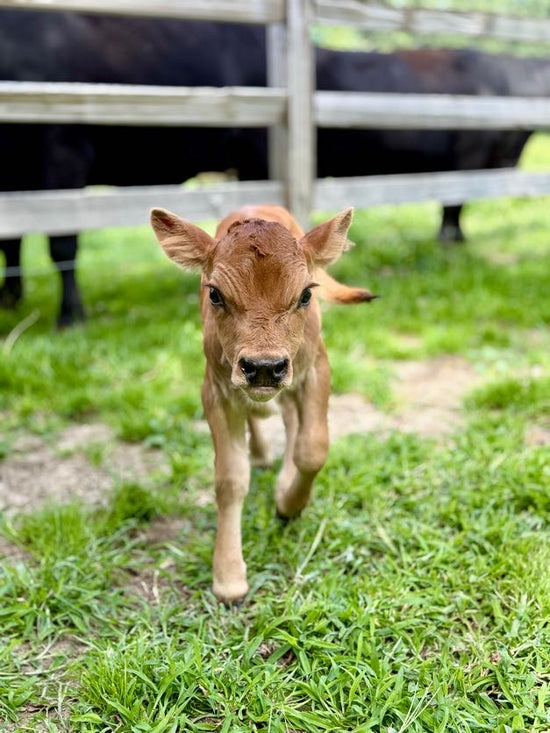 BMJ Cherie - Young mini Jersey calf walking on grass with adult cows in the background