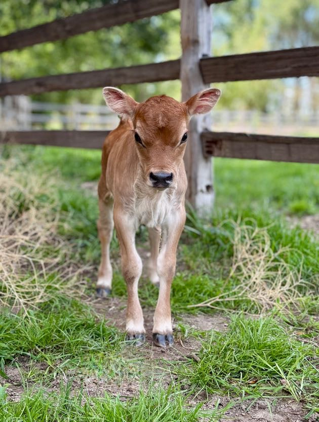 Mini Jersey calf standing on a grassy area with a wooden fence in the background