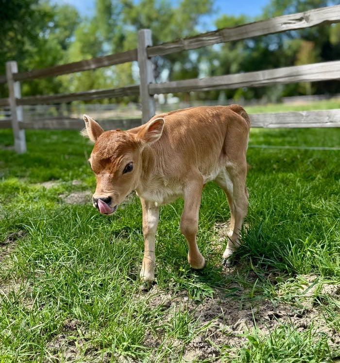 Mini jersey calf standing on grass with a wooden fence in the background