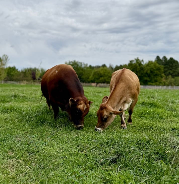 Two mini Jersey cows grazing in a grassy field with a cloudy sky.