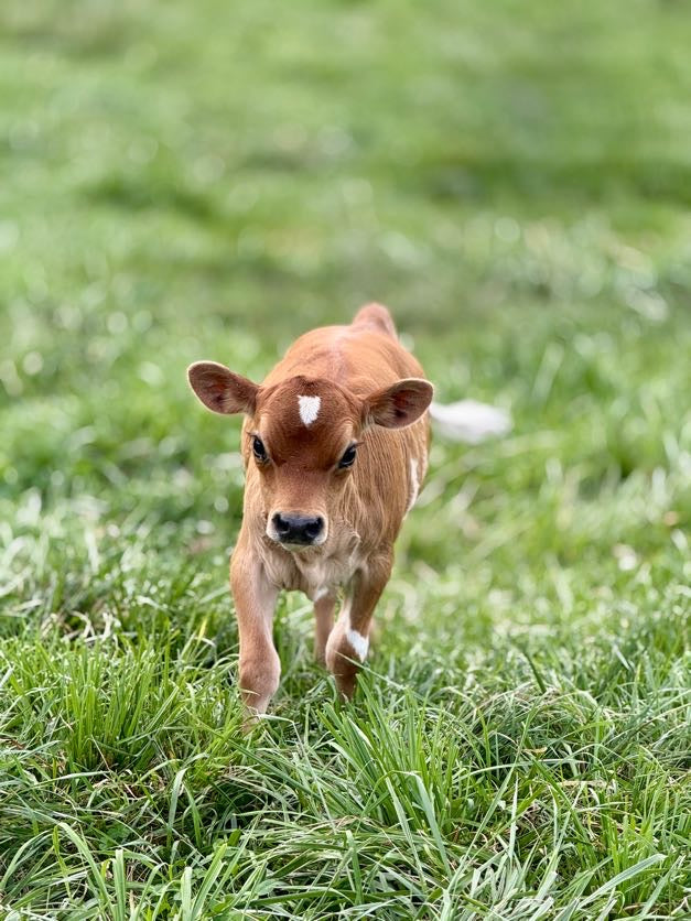 Mini Jersey calf walking on a grassy field
