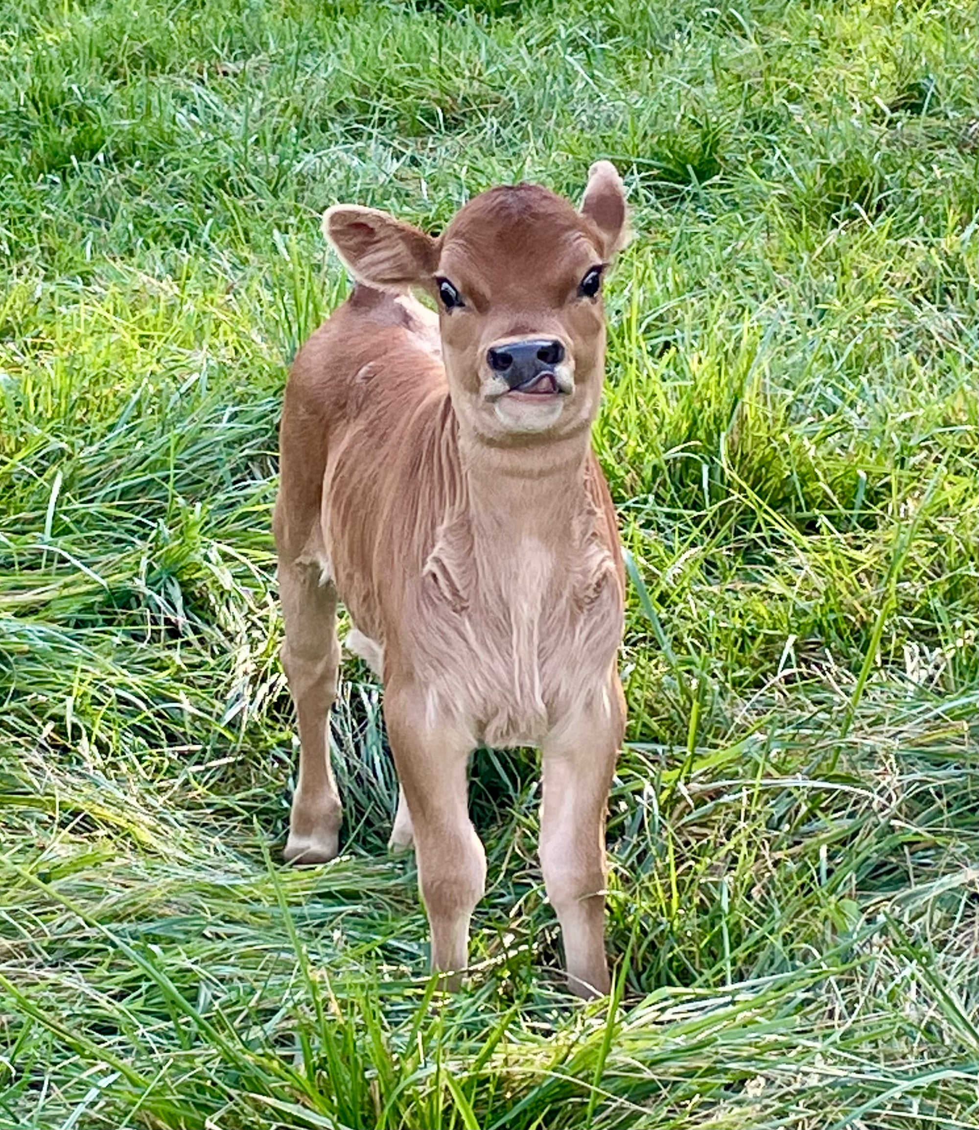Mini jersey calf sticking its tongue out in field of grass