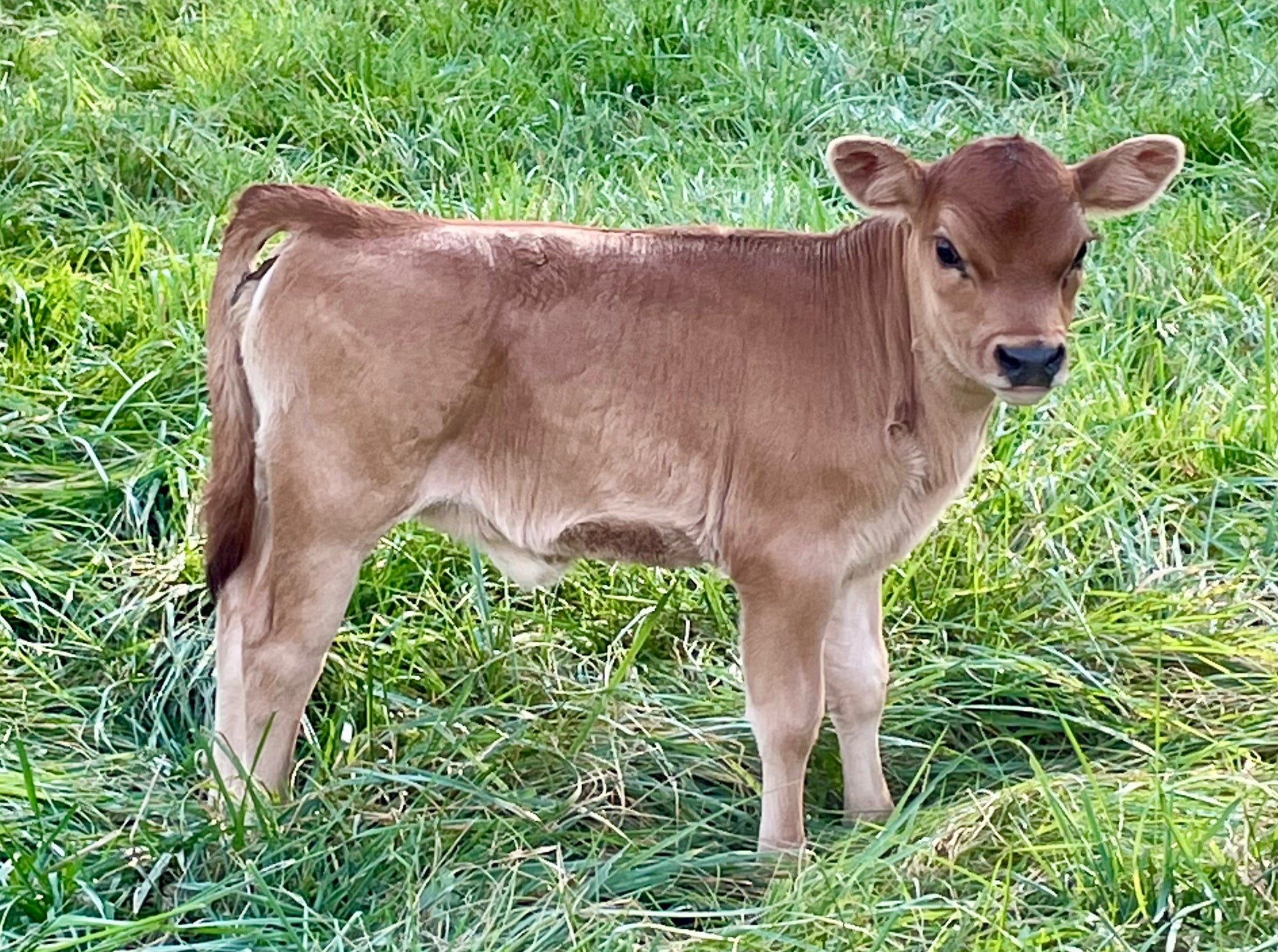 Young brown mini Jersey calf standing in a grassy field