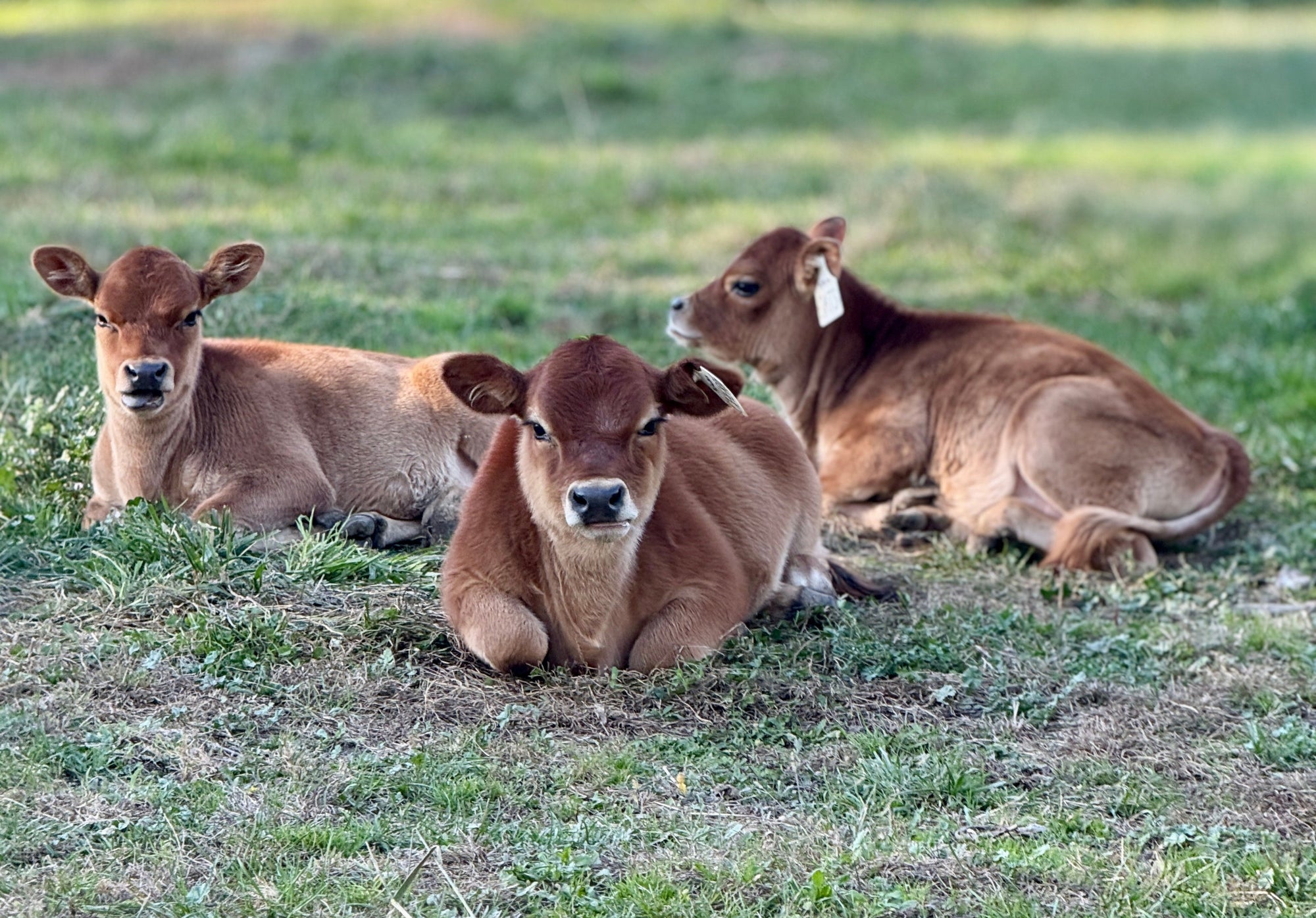 Three mini Jersey calves sitting on a grassy field with a blurred background