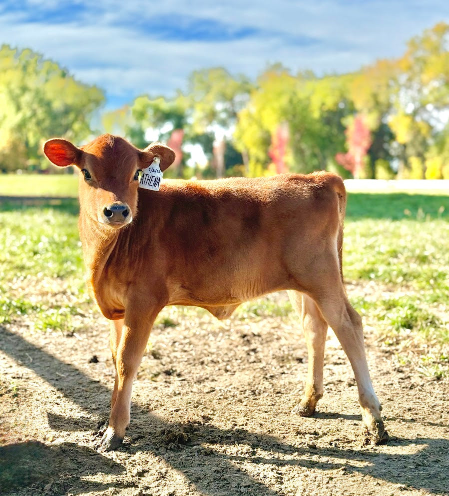 Brown mini Jersey calf standing on a dirt path with trees and blue sky in the background