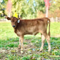 Brown calf standing in a grassy field with trees in the background