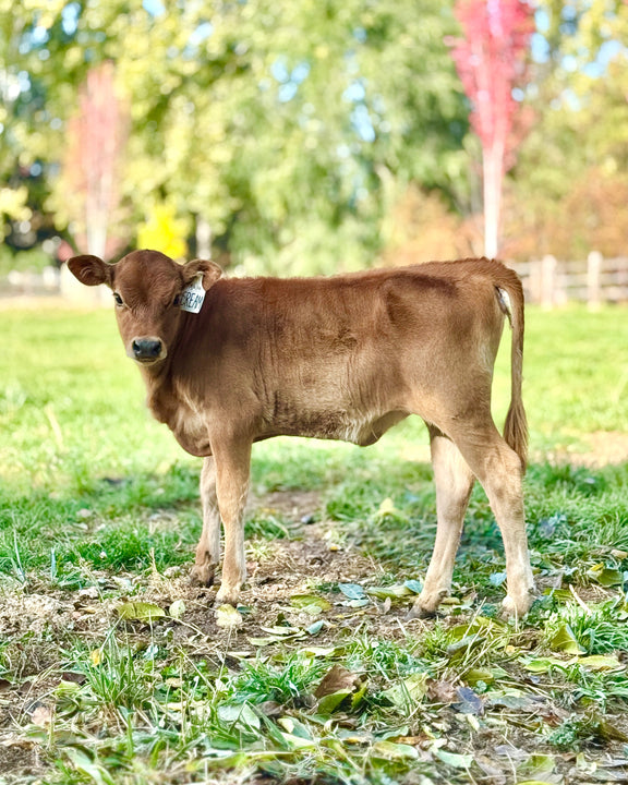 Brown calf standing in a grassy field with trees in the background