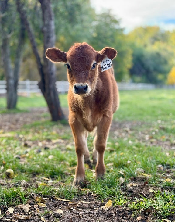 BMJ Mustang - Mini Jersey calf standing on a grassy field with trees in the background